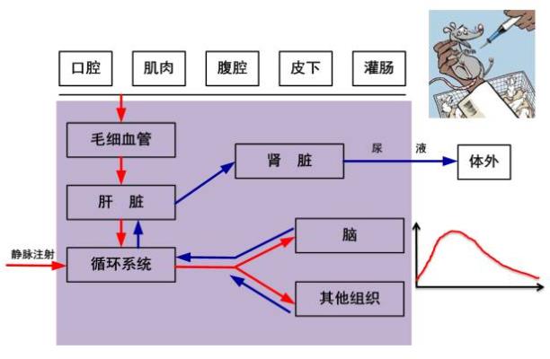 注射麻醉剂