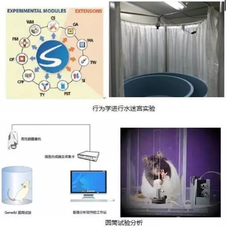 神经功能评分系统测试