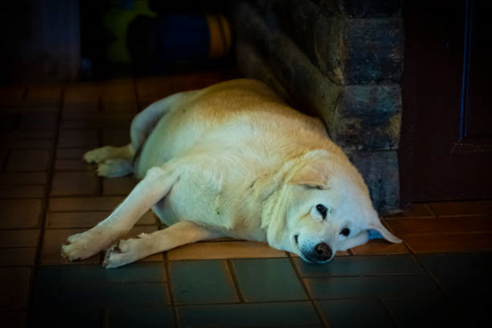 肥胖犬