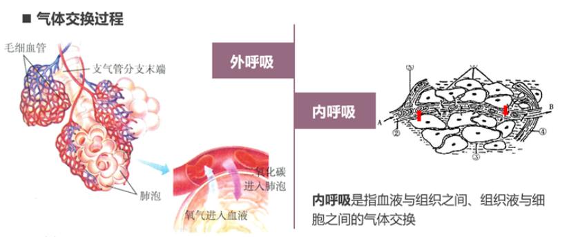 气体交换过程