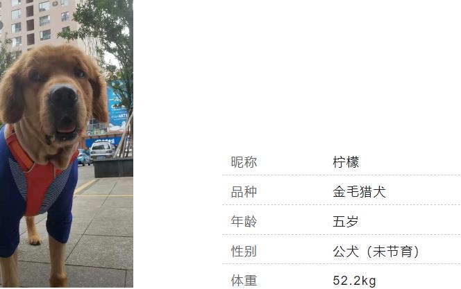 金毛信息