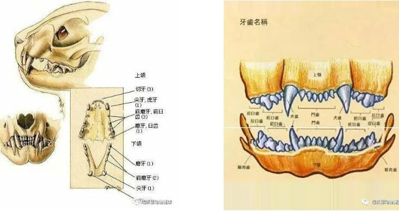 如何拍好宠物口腔X光片？来学技巧
