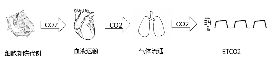 二氧化碳在体内的运输过程