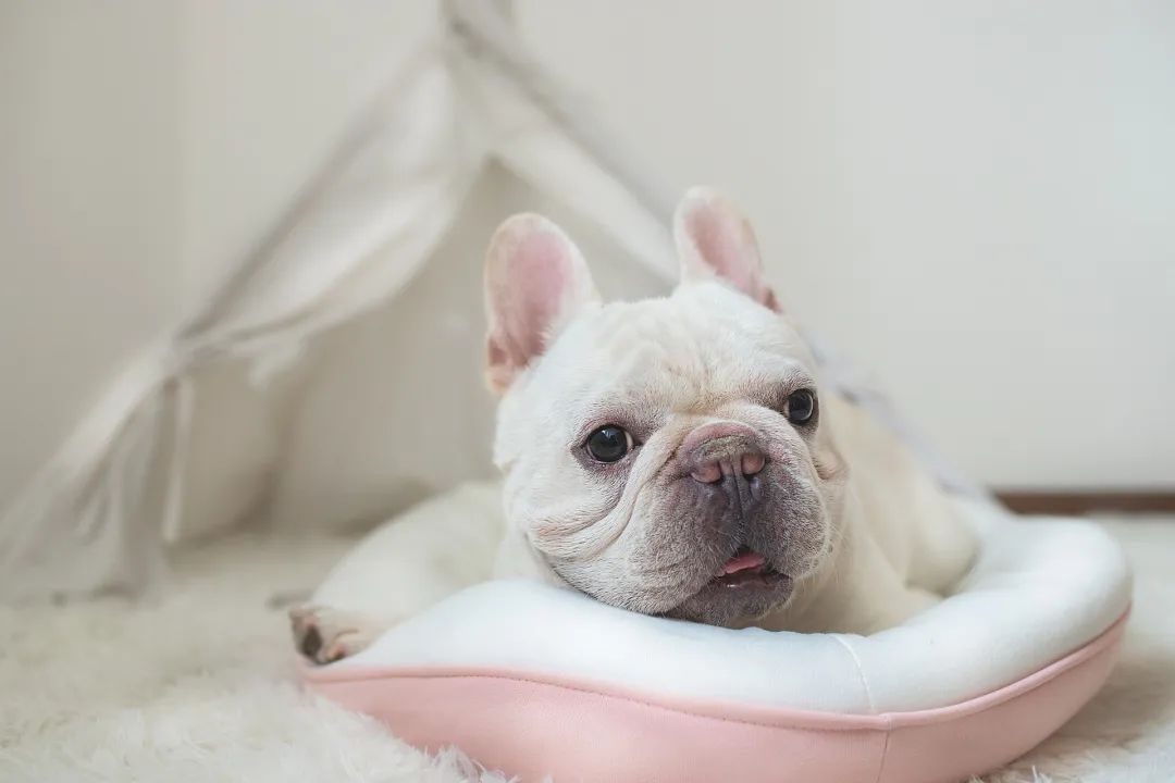 短鼻犬