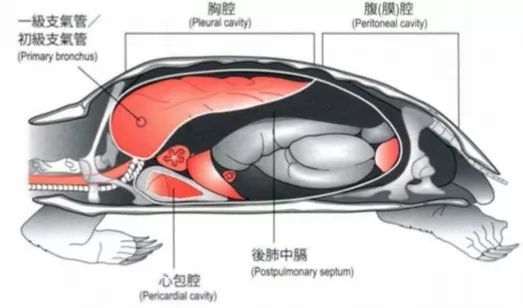 乌龟身体构造