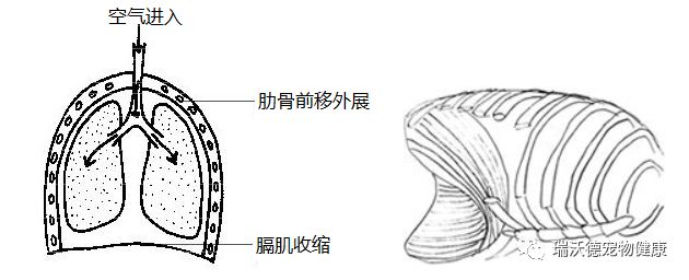 平静吸气