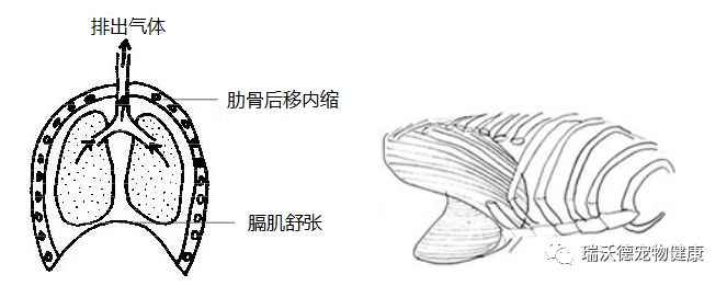 平静呼气