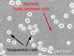细菌污染