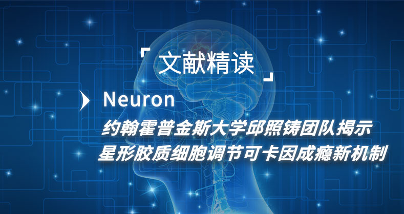 约翰霍普金斯大学邱照铸团队揭示星形胶质细胞调节可卡因成瘾新机制