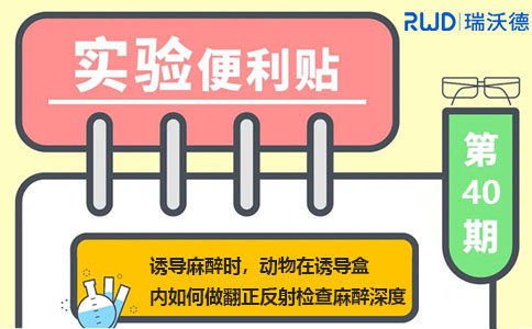 诱导麻醉时，动物在诱导盒内如何做翻正反射检查麻醉深度？