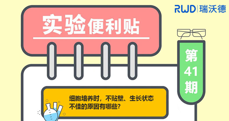 细胞培养时，不贴壁、生长状态不佳的原因有哪些？