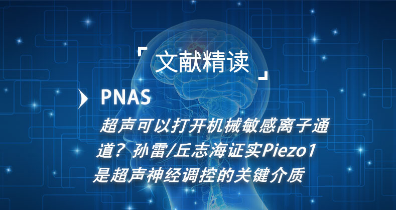 超声可以打开机械敏感离子通道？孙雷/丘志海证实Piezo1是超声神经调控的关键介质