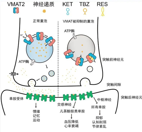 姜道华/赵岩团队揭示大脑神经递质转运体VMAT2的转运及药物抑制的分子机制