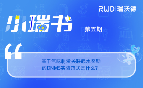基于气味刺激关联舔水奖励的DNMS实验范式是什么？