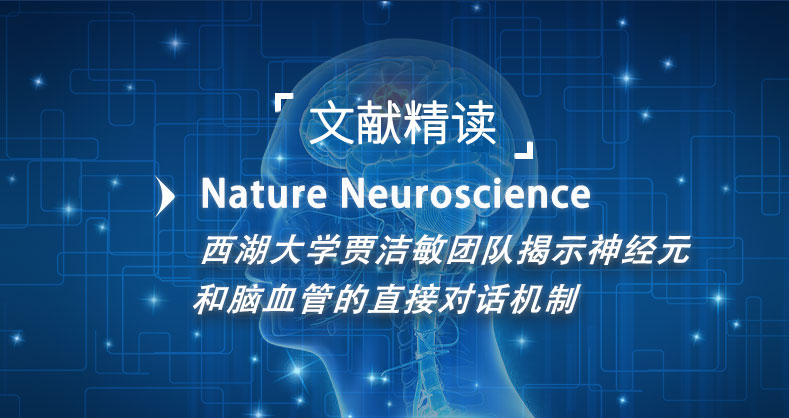 西湖大学贾洁敏团队揭示神经元和脑血管的直接对话机制