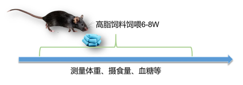 构建DIO小鼠模型：ob体育官网登录界面
切片机在脂肪组织研究中的价值