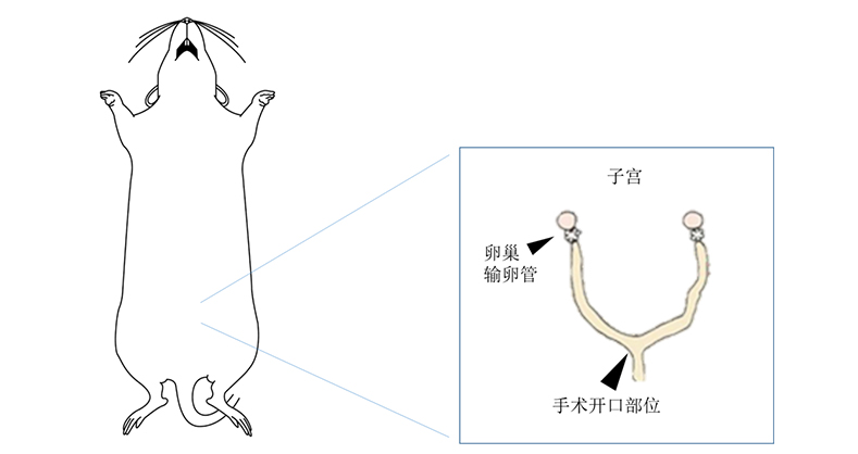 ob体育官网登录界面
病理切片机在大鼠宫腔粘连模型中的应用
