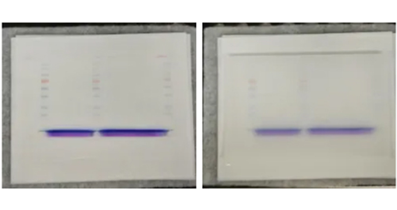 Western blot 是一种常用的分子生物学技术，用于检测特定蛋白质的存在及其相对分子量。