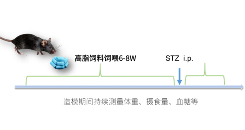 高糖+STZ造模指南